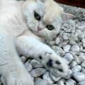 l'amour-des-chats-et-chiens--1073773-1
