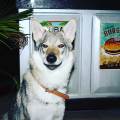 https://fr.holidog.com/ImagesPetSitters/B3A75C53-A4D6-4211-BBD8-2E94E9430739_square_120.jpg --1071356-1