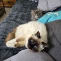dog/catsitter-947117-0