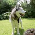 https://fr.holidog.com/ImagesPetSitters/B520F930-47D3-4CF8-B943-C42D4EB34EB0_square_120.jpg vacances-pour-chiens.-479496-2