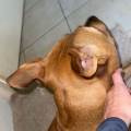 Le-paradis-des-chiens--1080691-2