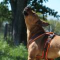 https://fr.holidog.com/ImagesPetSitters/B57CB27C-5C38-40CE-89B2-FF0EDBCDC586_square_120.jpg Pet-Sitter-à-Châtel-Guyon-1018064-1