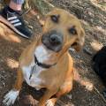 https://fr.holidog.com/ImagesPetSitters/B5867778-19A1-432C-ADF3-B10814984EFF_square_120.jpg Une-Petsitter-Passionnée--1114062-1