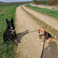 https://fr.holidog.com/ImagesPetSitters/B5D4365C-1738-4B1D-BCF0-2704A6C70497_square_120.jpg 539697-3