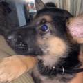 Amoureuse-des-animaux-🐶🐱🐦🐰-1113142-1