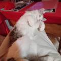 L’amour-des-chats-et-petits-chiens--1051045-1