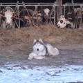 Votre-toutou-en-vacances-à-la-ferme-1150357-2