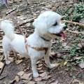 https://fr.holidog.com/ImagesPetSitters/B68505A8-E1A3-49C0-9F2C-9A1A7AF7B705_square_120.jpg L'amie-des-4-pattes!-1151730-2
