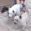 Les-animaux-heureux-224144-3