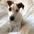 garde-chien-1064350-0