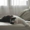 https://fr.holidog.com/ImagesPetSitters/B70E3C13-D801-4BE8-B72B-E299076CF547_square_120.jpg Promenades-et-amour-1043104-2
