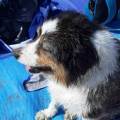 https://fr.holidog.com/ImagesPetSitters/B788D0A8-0BA4-41B0-8121-F29128D54E2B_square_120.jpg Pour-l'amour-des-animaux.-855804-2