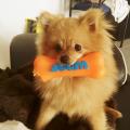 https://fr.holidog.com/ImagesPetSitters/B805CA71-4759-4E56-86FA-8468083D4AC8_square_120.jpg Paradis-canin--174892-0