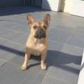https://fr.holidog.com/ImagesPetSitters/B8C8F778-8C41-4687-98EA-8DA6C6D93B11_square_120.jpg Le-paradis-des-petits-chiens-!-1122774-1