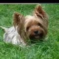 https://fr.holidog.com/ImagesPetSitters/B8CACAEE-9AF2-4811-8DD6-11D05413805A_square_120.jpg La-famille-des-animaux-1056334-2