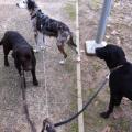 https://fr.holidog.com/ImagesPetSitters/B9C52EEB-0571-4B92-8B90-4213345D6569_square_120.jpg Pets-Addict--88723-1