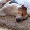 https://fr.holidog.com/ImagesPetSitters/B9D43EAD-8A7D-4C1C-9A57-596A2DC2F51A_square_120.jpg Gardes-de-vos-animaux--sur-Cannes--335889-1