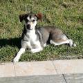 https://fr.holidog.com/ImagesPetSitters/BA2C408F-BE76-422D-B053-1E89AD3F12E4_square_120.jpg nos-amis-à-4-pattes-502786-0
