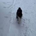 https://fr.holidog.com/ImagesPetSitters/BA507150-B8B4-4A7B-92BD-EE40466A8C4C_square_120.jpg Promenades-et-amour-1043104-3