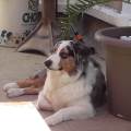 https://fr.holidog.com/ImagesPetSitters/BA744DE3-79A0-48B0-8866-318DA82509E6_square_120.jpg L-amour-des-animaux--478688-0