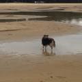 https://fr.holidog.com/ImagesPetSitters/BA85EA8C-3C92-414B-BA41-1EFD8D092881_square_120.jpg Dog-cocooning-195567-1