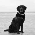 Gardes-et-balades-d’animaux-56410-1