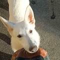 Je-prends-soin-de-vos-chiens-adorés-1170852-0