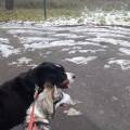 https://fr.holidog.com/ImagesPetSitters/BB8F51FF-D5F5-49D1-8114-C35831AB417D_square_120.jpg Amoureuse-des-animaux--1038159-2