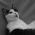 https://fr.holidog.com/ImagesPetSitters/BBE2F28F-4DEC-483B-81A8-2F665F77BBD9_square_120.jpg Let's-pet-!-13557-1