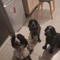 https://fr.holidog.com/ImagesPetSitters/BC0D81E2-AAC7-4256-BB53-3B78A4011957_square_120.jpg Chez-les-mille-pates-1053900-2