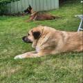 https://fr.holidog.com/ImagesPetSitters/BC36C91B-A274-4399-B46E-755392790E0B_square_120.jpg Amie-des-animaux--1102358-3