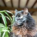 https://fr.holidog.com/ImagesPetSitters/BC52BACA-C44D-4684-AC36-2A4FFA9318B2_square_120.jpg Pet-sitting-et-promenades-et-nature-1164726-1