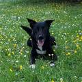 https://fr.holidog.com/ImagesPetSitters/BC728A45-6670-459A-ADAD-36A379CB636C_square_120.jpg Ma-passion-:-LES-ANIMAUX-1065817-2