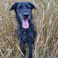 https://fr.holidog.com/ImagesPetSitters/BC7FEC29-D153-48C1-AEBA-C131A9058C5F_square_120.jpg La-garderie-du-bonheur--951616-3