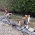 https://fr.holidog.com/ImagesPetSitters/BD0680AE-D8BE-48BC-A16E-ADEC3D1828FE_square_120.jpg Le-bien-être-des-animaux--325993-2