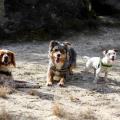 Pawsitive-holidays--206422-1