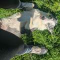 Gardienne-de-confiance-pour-animaux-1159803-3