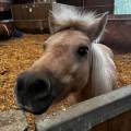https://fr.holidog.com/ImagesPetSitters/BE0EA5E1-B270-46C4-A227-91C2E8D5E2BA_square_120.jpg La-meilleure-amie-de-vos-animaux--1064517-3