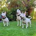 Amoureuse-des-animaux--1025278-0