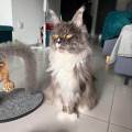 https://fr.holidog.com/ImagesPetSitters/BE715203-35F6-41E0-AED4-A1562A1F3702_square_120.jpg Amoureux-des-animaux-!!-1121329-3