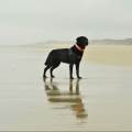 Gardes-et-balades-d’animaux-56410-2