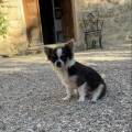 https://fr.holidog.com/ImagesPetSitters/BED109C6-1B7A-4D99-8964-3068685D72EB_square_120.jpg Educatrice-canine-pleine-d'amour--470154-3