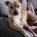 https://fr.holidog.com/ImagesPetSitters/BF862AD1-9FA3-4123-8514-FA894859D123_square_120.jpg Dog-sitter-attentionnée-à-Sedan--1063330-1