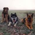 https://fr.holidog.com/ImagesPetSitters/BFA5E93A-5EB1-419F-A555-F3A683E2C932_square_120.jpg Pet-sitter-attentionnée-1090963-1