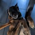 Petsitter-passionné-et-deconfiance--490985-1