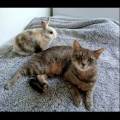 Petsitter-attenionnée-et-disponible-1069935-0