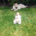 https://fr.holidog.com/ImagesPetSitters/C04B12F1-D514-4131-80C7-D83C4DE249EC_square_120.jpg Amoureuse-des-animaux-313709-1