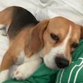 https://fr.holidog.com/ImagesPetSitters/C0C26AE4-24BE-42D4-8198-AD6F3F7A6524_square_120.jpg Confiance-animale-1085164-0