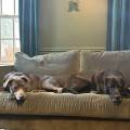 https://fr.holidog.com/ImagesPetSitters/C0C5D61E-D09B-4729-B402-965BDE6922CD_square_120.jpg Petsitter-expérimenté-1174365-3