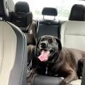 https://fr.holidog.com/ImagesPetSitters/C0DEF2B6-EB47-46A7-AD6D-697F5442DCE4_square_120.jpg Petsitter-expérimenté-1174365-2